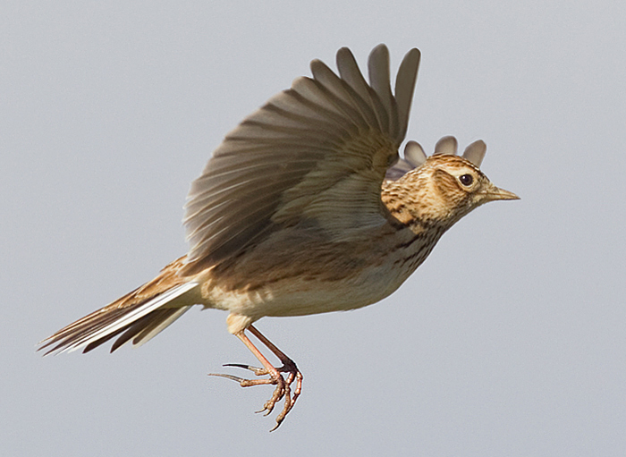 Skylark