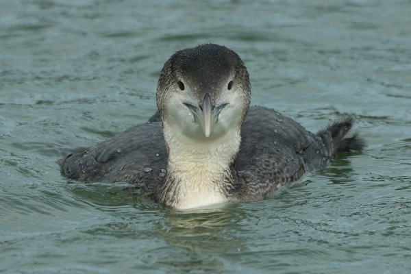 White-billed Diver