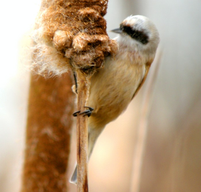 Penduline Tit