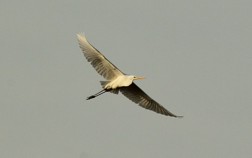 Great White Egret