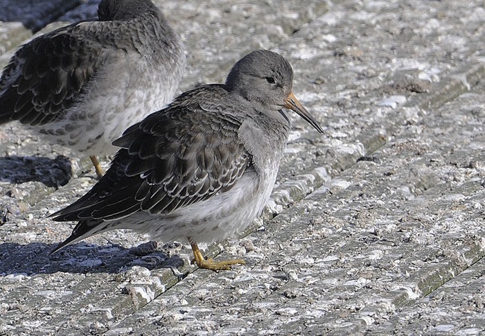 Purple Sandpiper