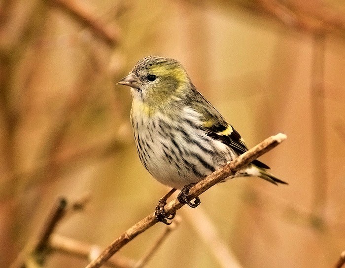 Siskin