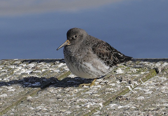 Purple Sandpiper