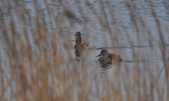 Ring-necked Duck