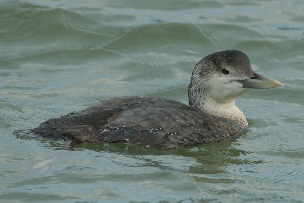 White-billed Diver
