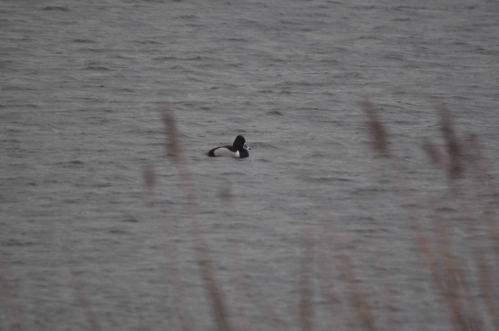 Ring-necked Duck
