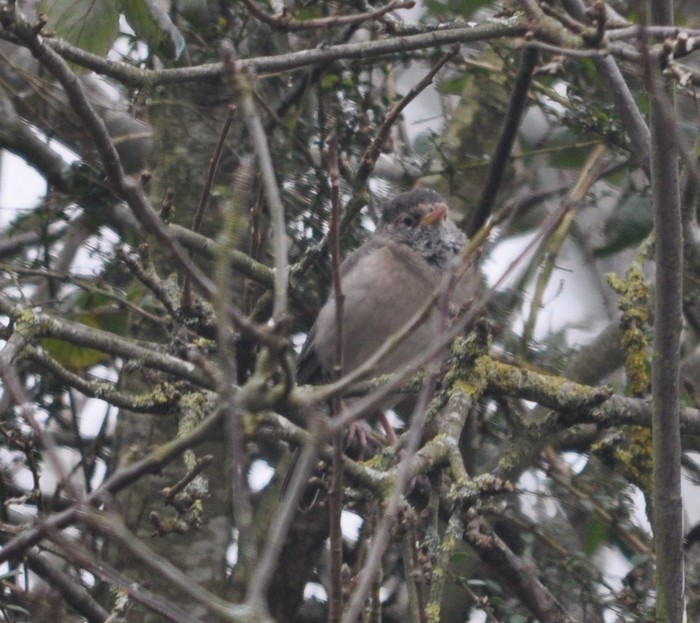 Rose-coloured Starling