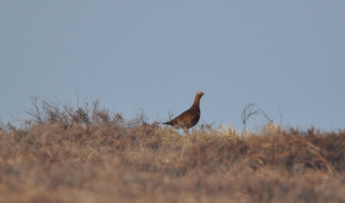 Red Grouse