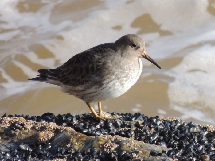 Purple Sandpiper