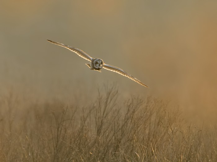 Short-eared Owl