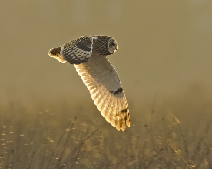 Short-eared Owl