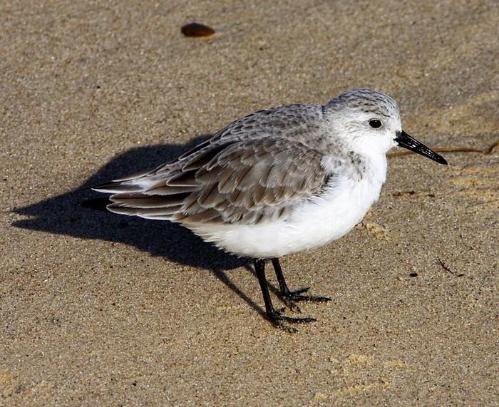 Sanderling