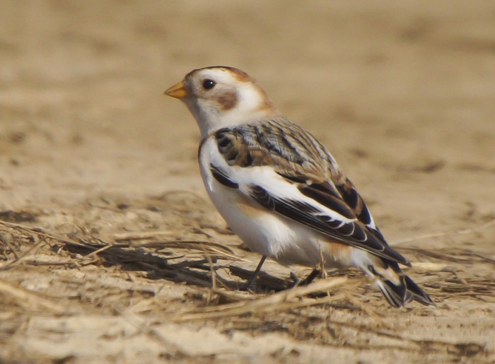 Snow Bunting
