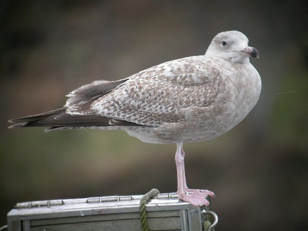 American Herring Gull