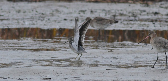Long-billed Dowitcher
