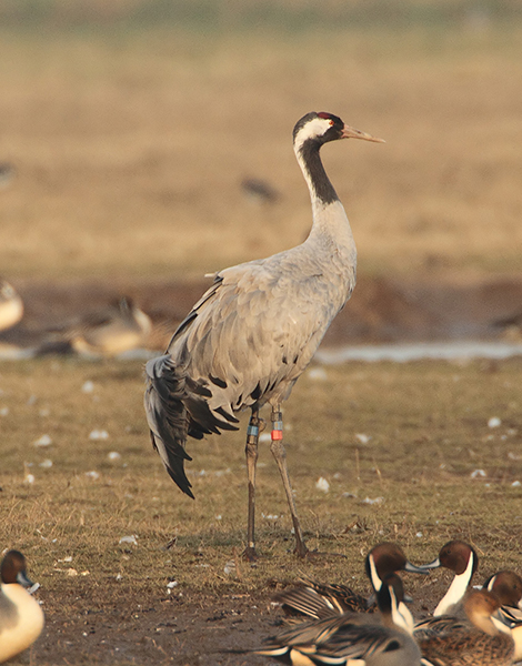 Common Crane
