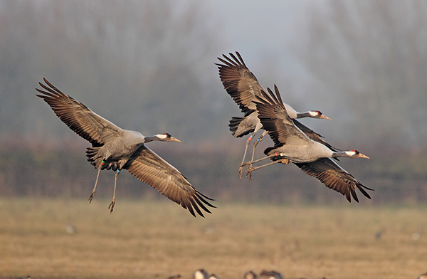Common Crane