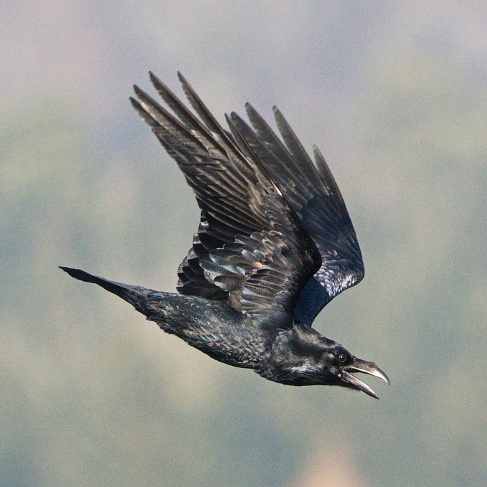 Raven