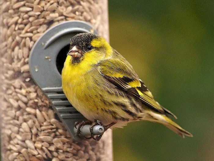 Siskin