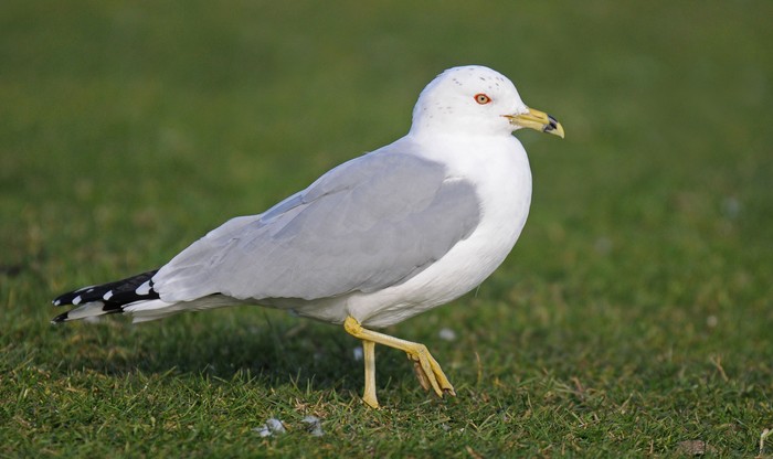 Ring-billed Gull