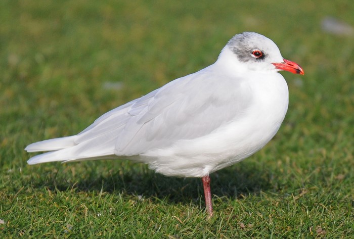 Mediterranean Gull