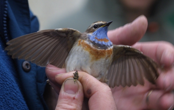Bluethroat
