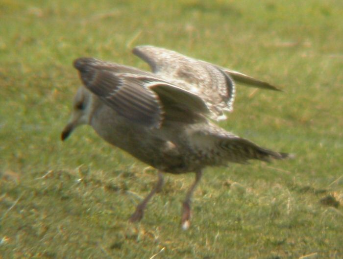 American Herring Gull