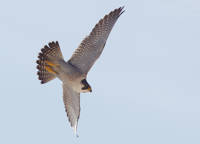 Peregrine