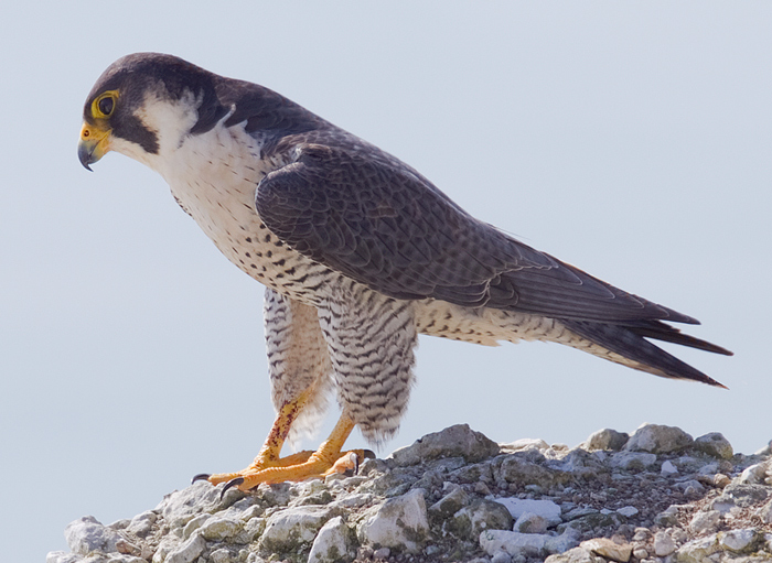 Peregrine