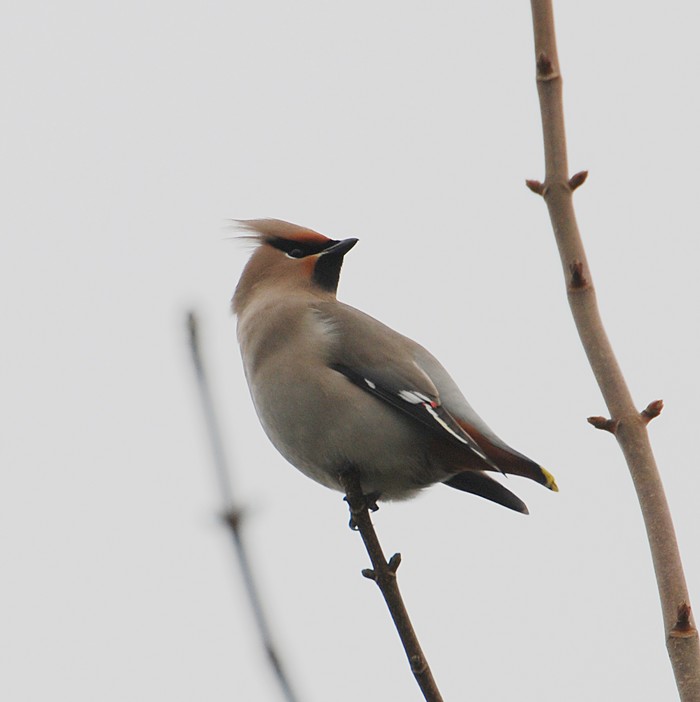 Waxwing