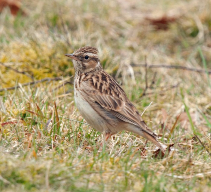 Woodlark