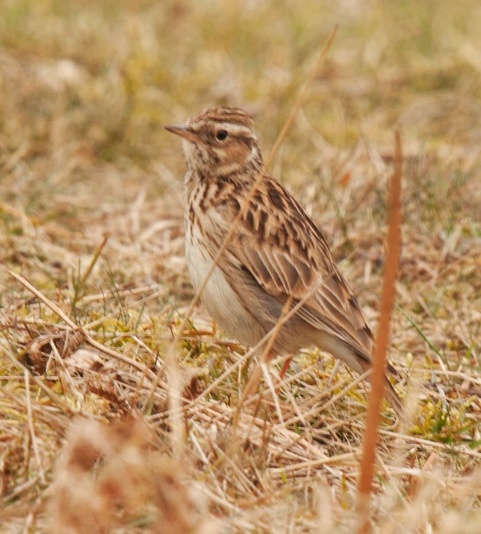 Woodlark