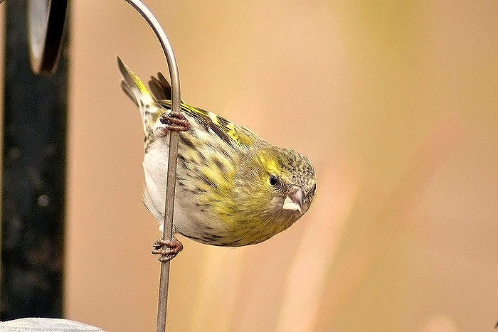 Siskin