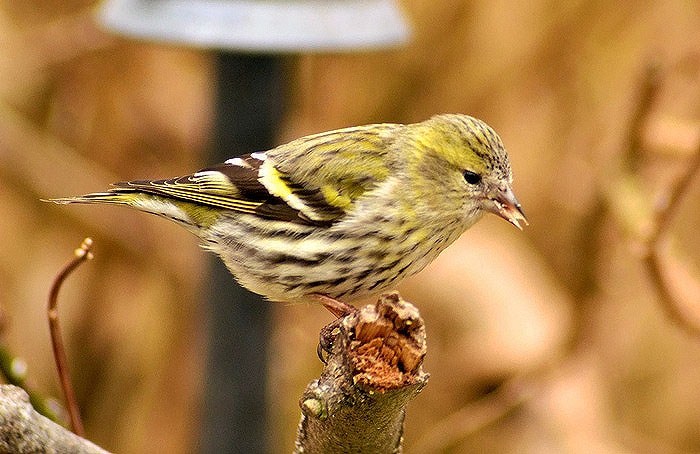 Siskin
