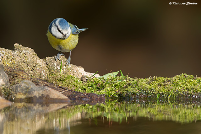 Blue Tit