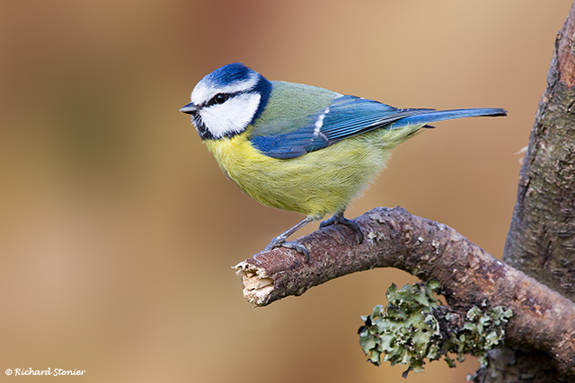 Blue Tit