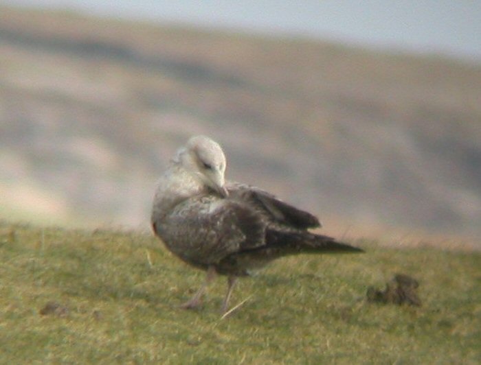 American Herring Gull