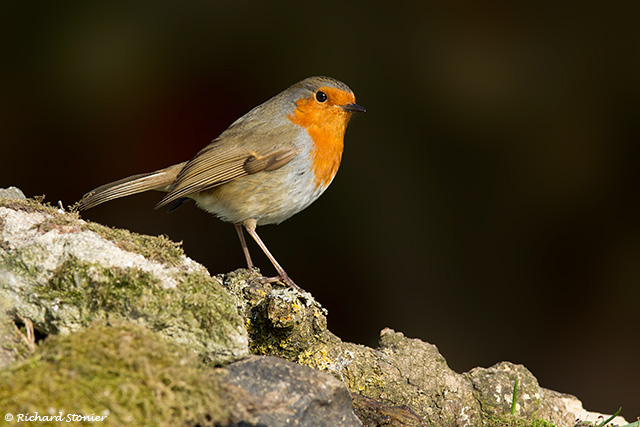 Robin