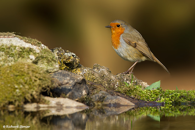 Robin