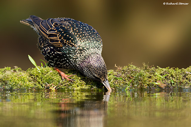 Starling