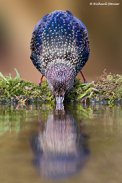 Starling