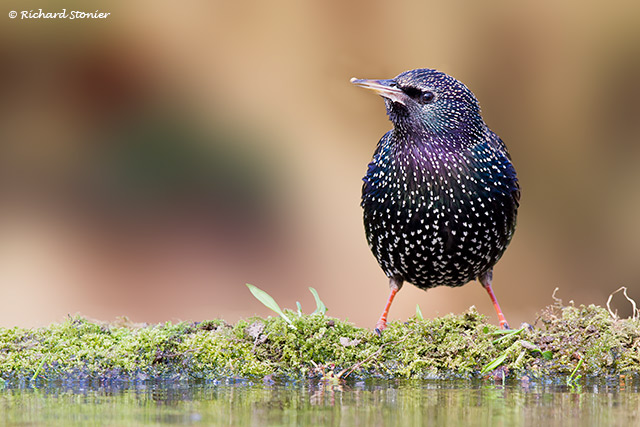 Starling