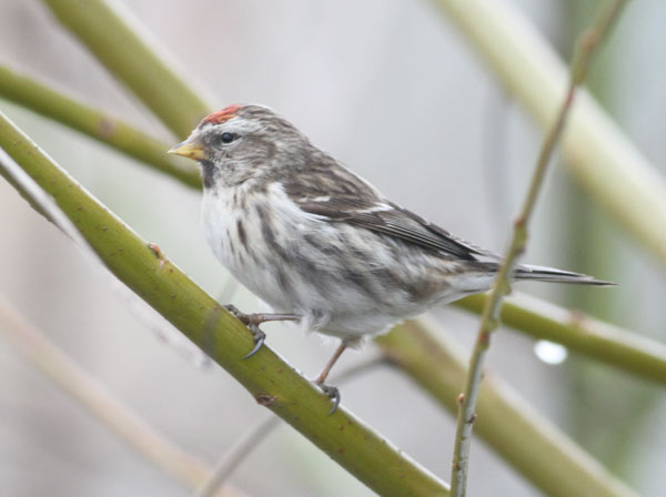 Mealy Redpoll