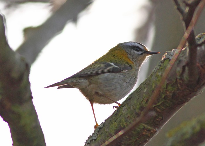 Firecrest