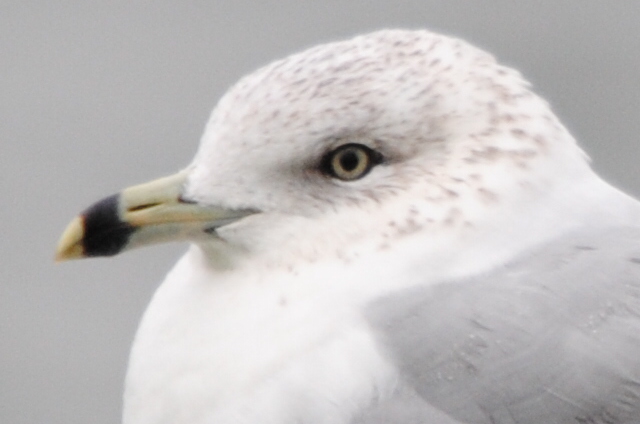 Ring-billed Gull