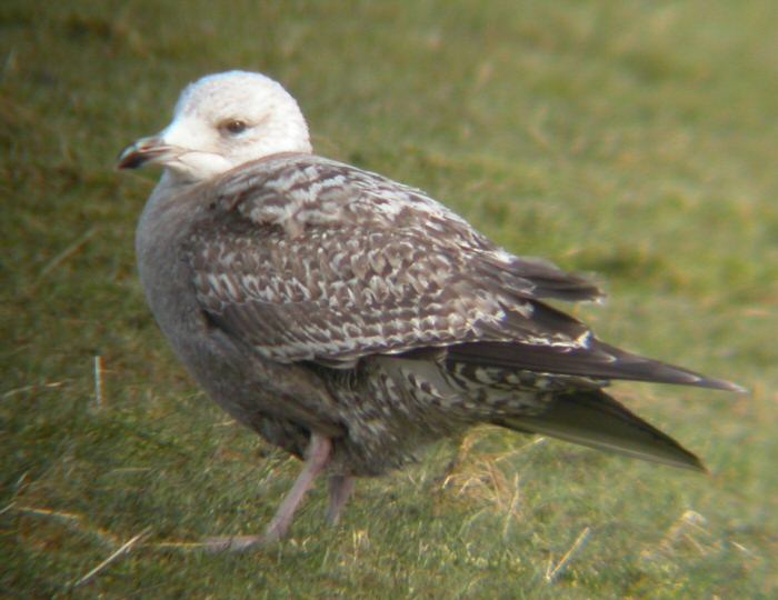 American Herring Gull