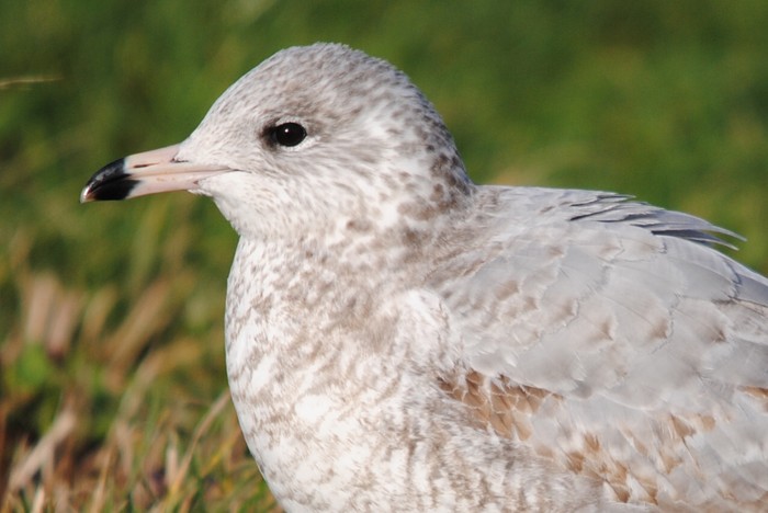 Ring-billed Gull
