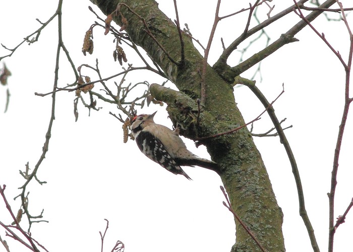 Lesser Spotted Woodpecker