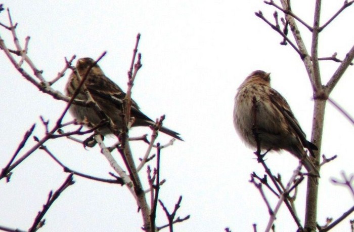 Twite