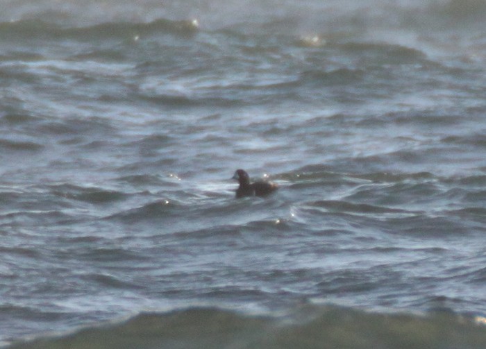 Harlequin Duck